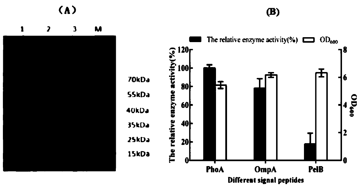 Method for promoting secretory expression of corn gibberelenone degrading enzyme ZHD 518 protein as well as application