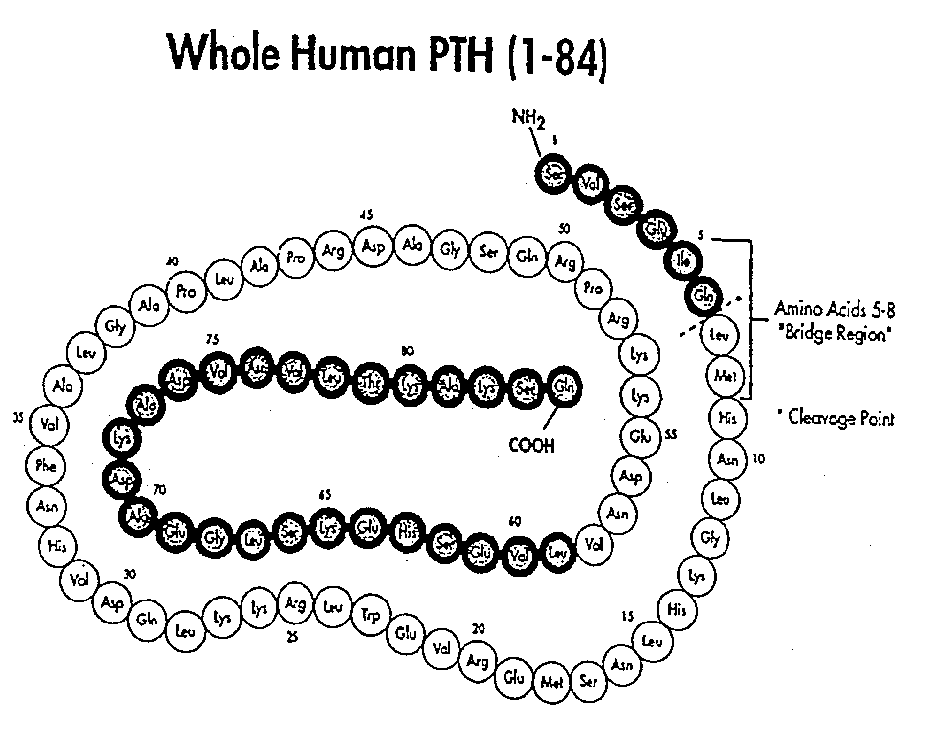 Parathyroid hormone antagonists and uses thereof