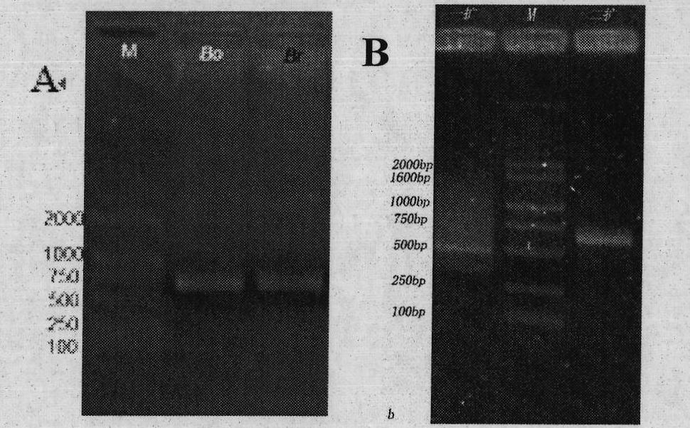 Cabbage type rape, parent species Chinese cabbage thereof, cabbage TT2 (Transparent Testa 2) gene family and application thereof