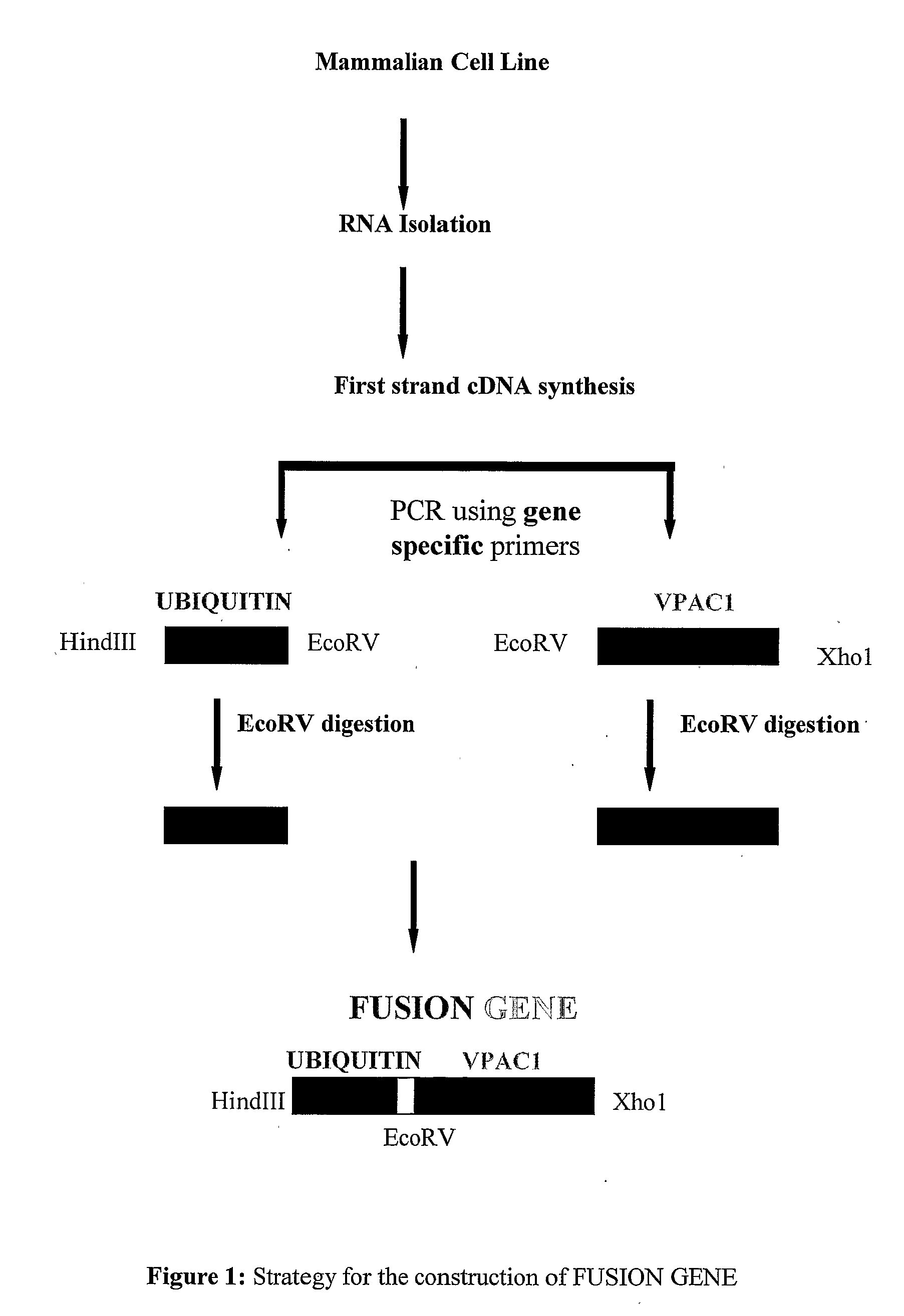 DNA Vaccine for Cancer Therapy