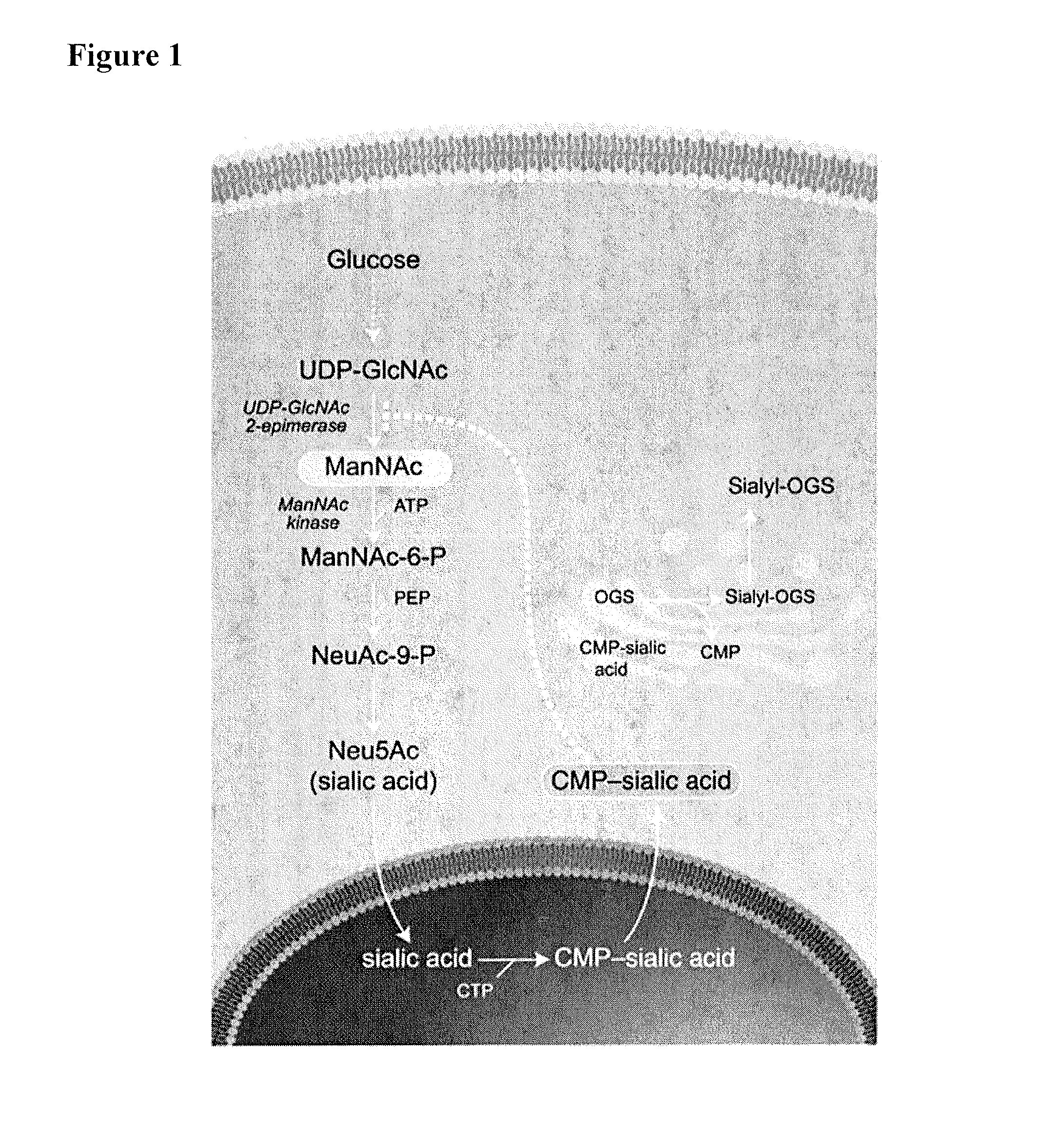 Methods and formulations for treating sialic acid deficiencies