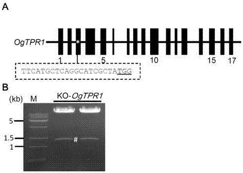 Method for creating hybrid compatible line between Asian cultivated rice and African cultivated rice and application of method