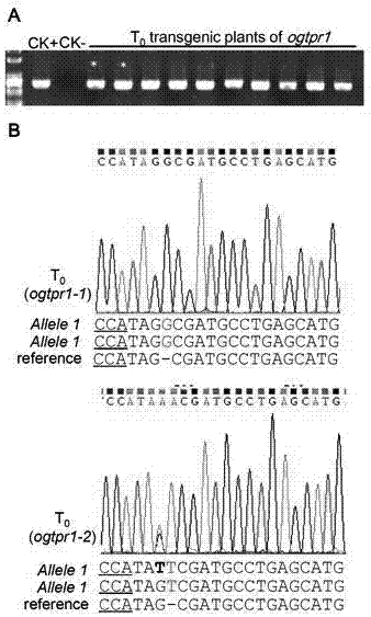 Method for creating hybrid compatible line between Asian cultivated rice and African cultivated rice and application of method