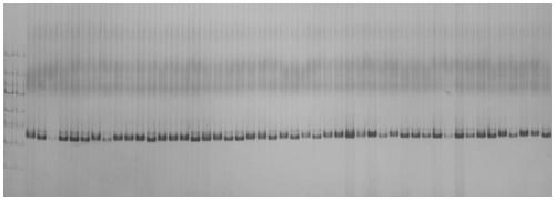 Closely linked molecular marker of wheat spike grain number main effect QTL and application of closely linked molecular marker