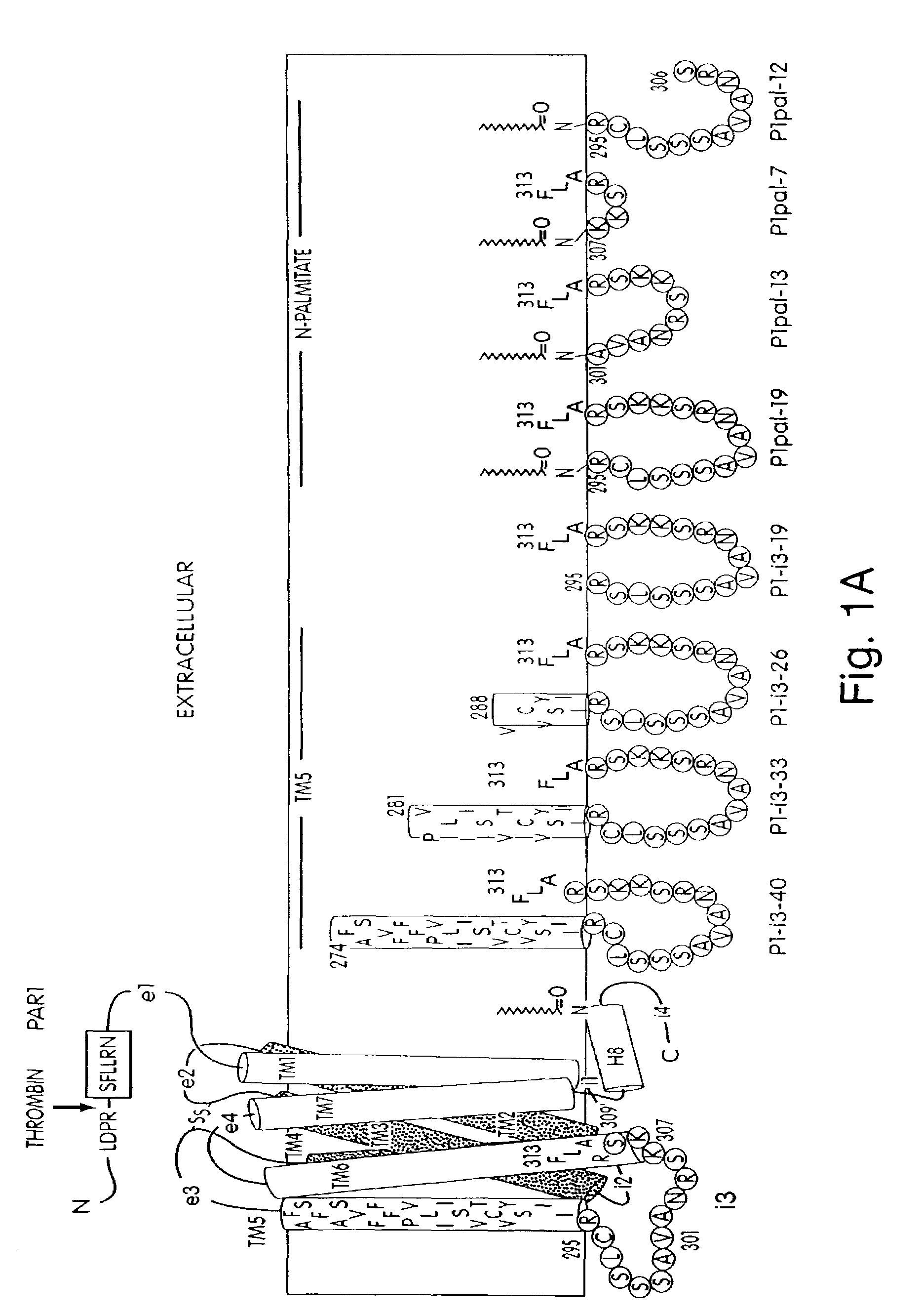 G protein coupled receptor agonists and antagonists and methods of activating and inhibiting G protein coupled receptors using the same