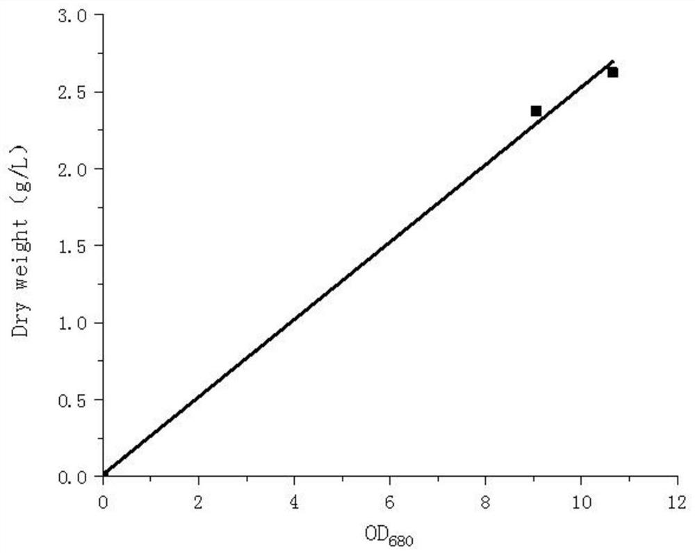 Preparation method and application of phycomycete symbiont for degrading culture wastewater containing high-concentration antibiotics and having low C/N ratio