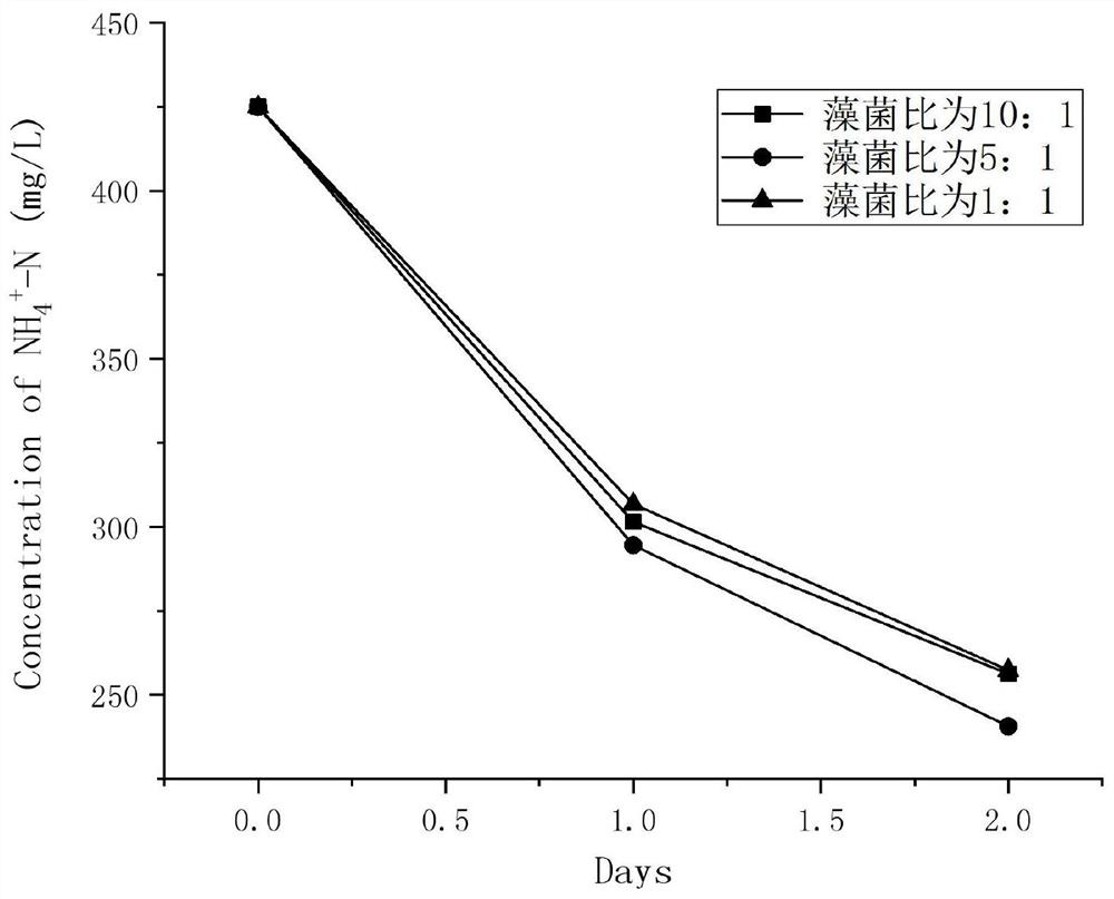 Preparation method and application of phycomycete symbiont for degrading culture wastewater containing high-concentration antibiotics and having low C/N ratio