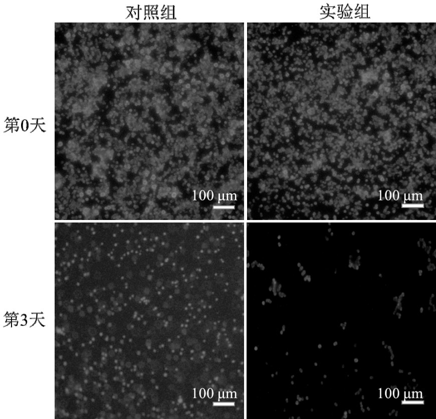 Algae-inhibiting material and its application in agricultural greenhouse film