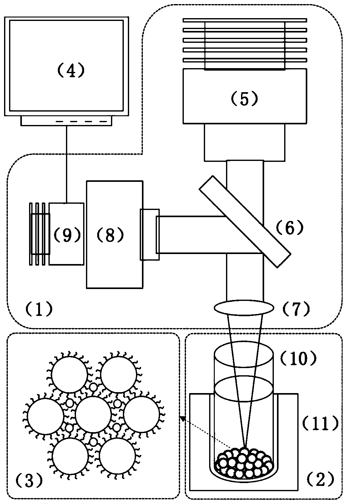 DNA hybridization detection method based on surface enhanced Raman scattering spectrum technology