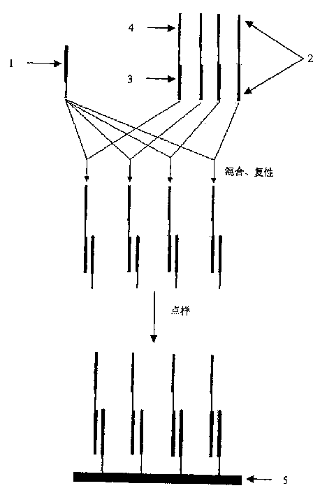 Microarray chip of oligonucleotide and its preparing method