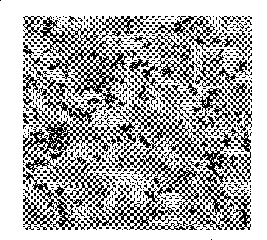 Rhodobacter sphaeroides mutant strain and uses thereof