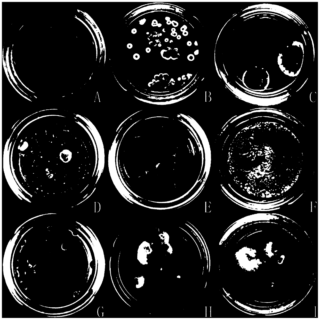 Tissue culture method for protecting intellectual property varieties of chrysanthemum