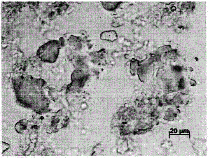 Visual detection method for observing lipid adsorption of montmorillonite based on polarization microscope