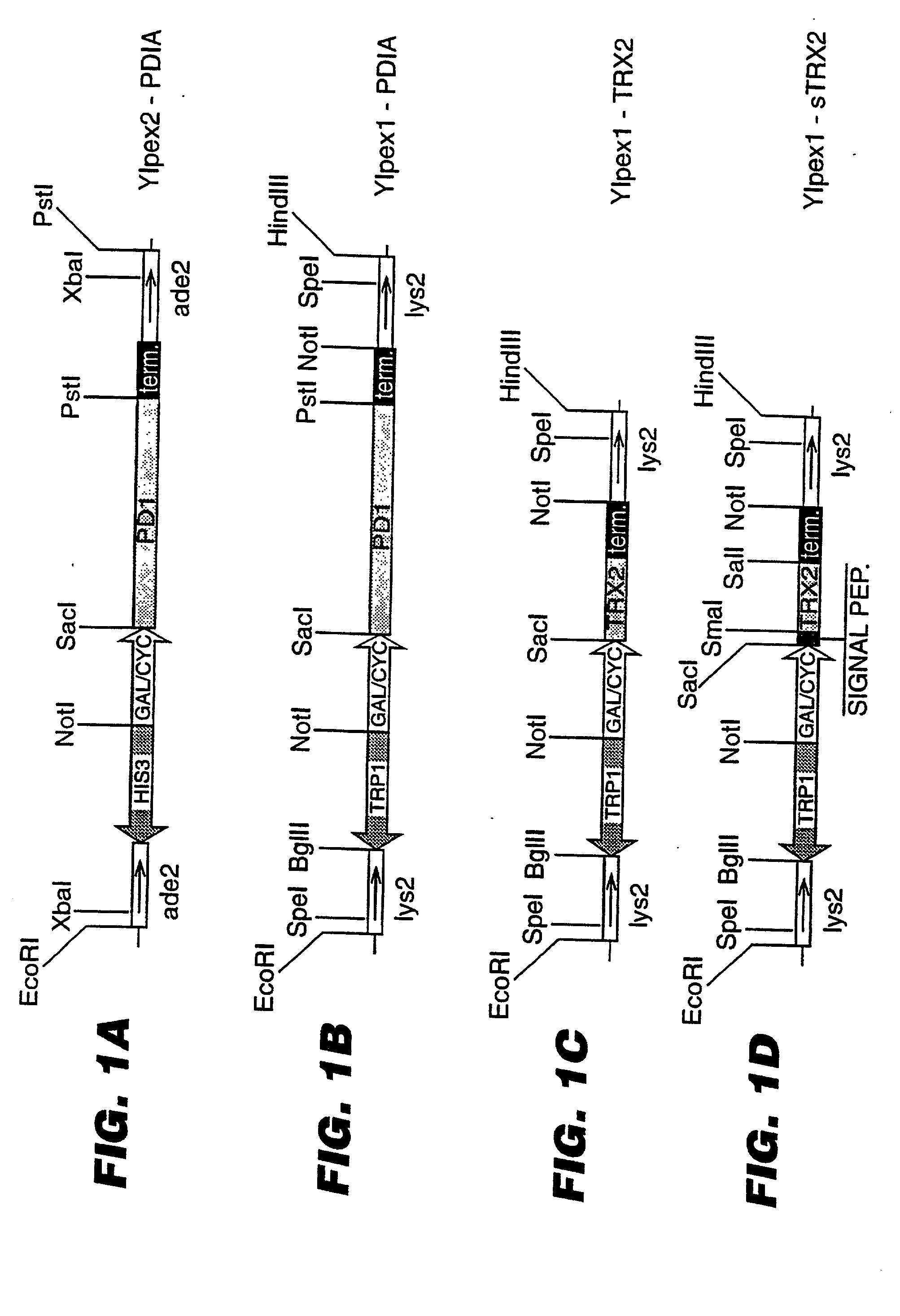 Expression of heterologous proteins