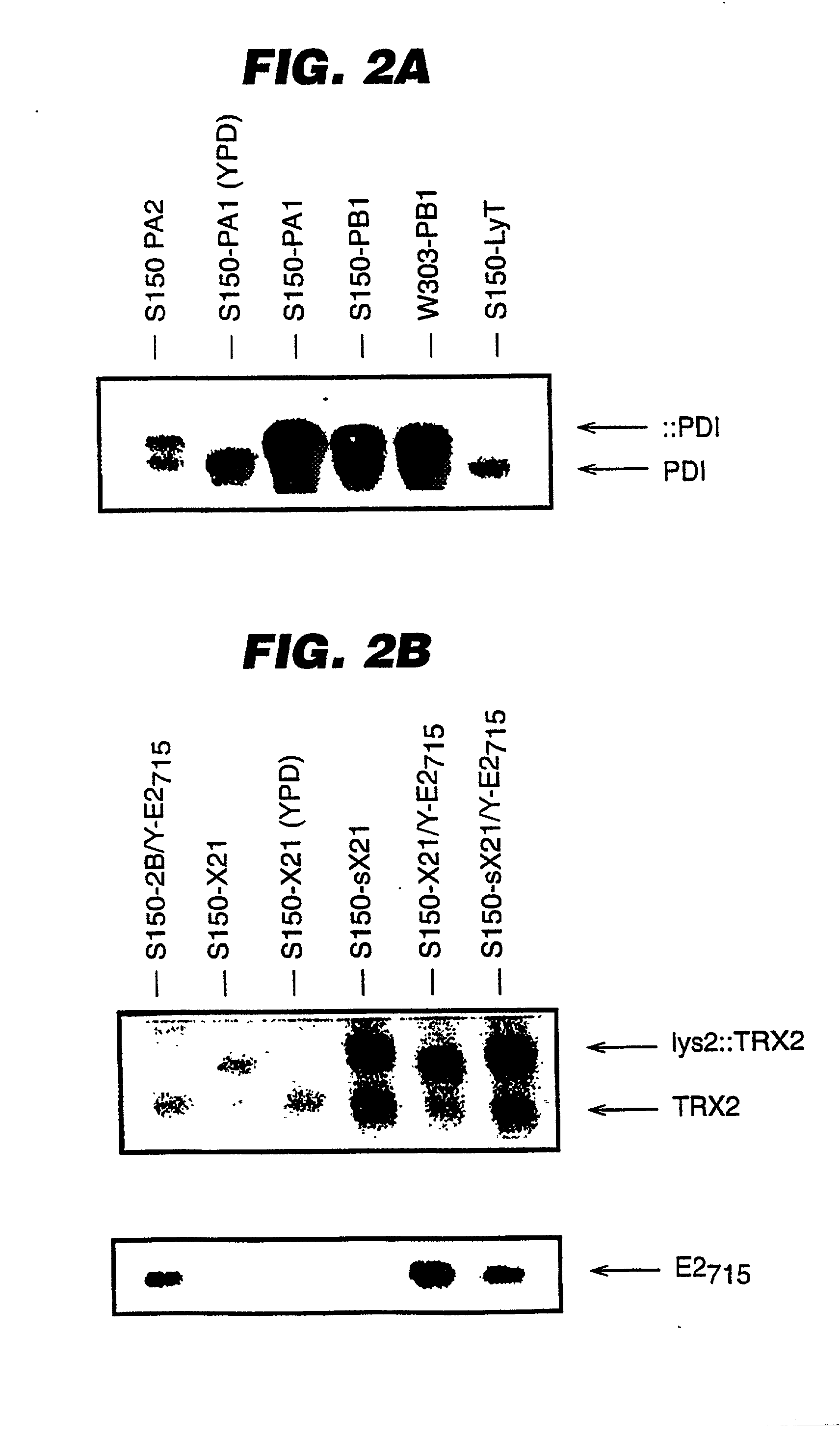 Expression of heterologous proteins