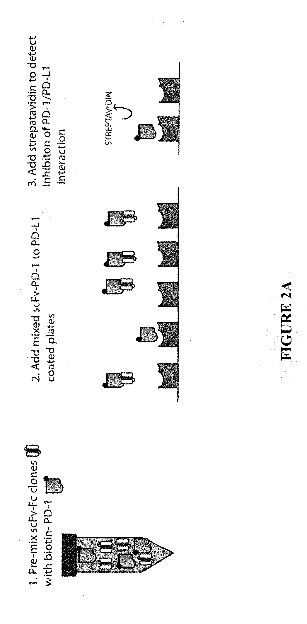 Novel pd-1 immune modulating agents