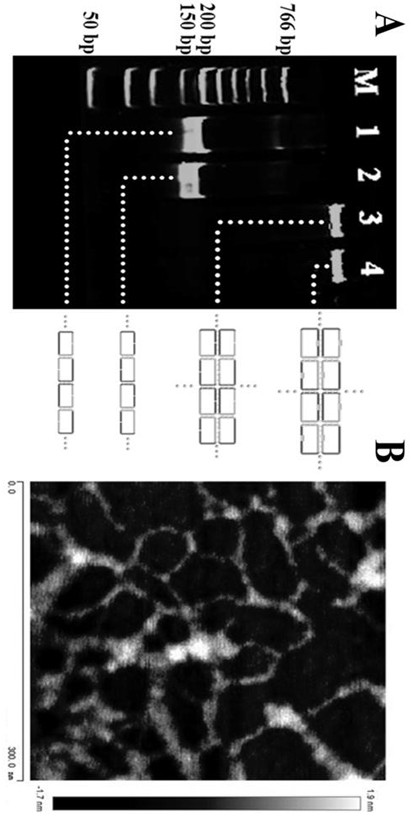 Preparation method and application of a [2]-reticular catenane dna monolayer array