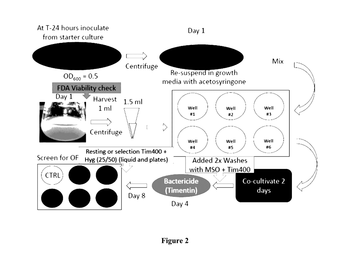 Methods of plant transformation using transformable cell suspension culture and uses thereof