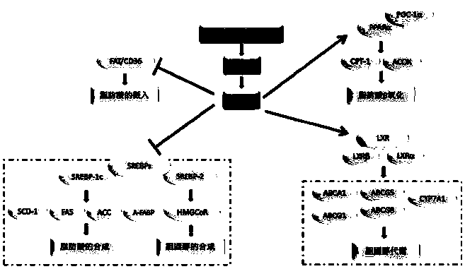 3beta-hydroxy-ergosta-5-ene steroid derivative and drug application thereof