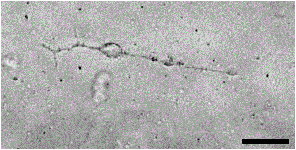 Culture method of naked mole rat hippocampal neurons