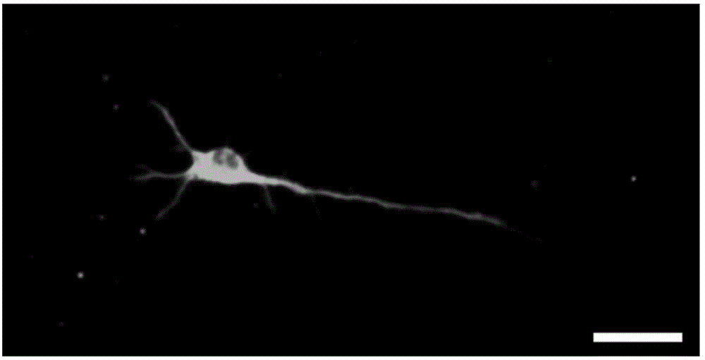 Culture method of naked mole rat hippocampal neurons