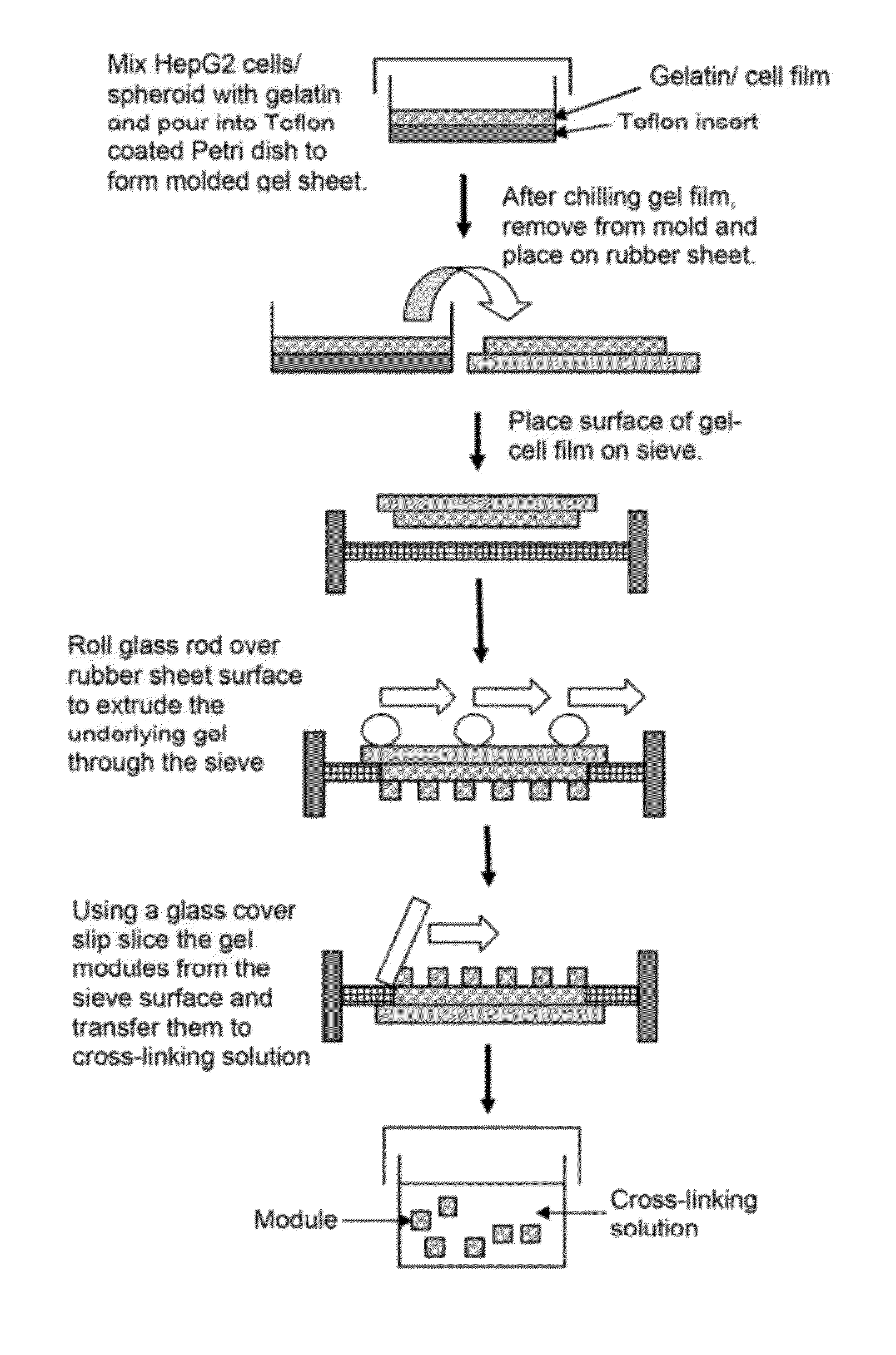 Modular Assembly of Tissue Engineered Constructs