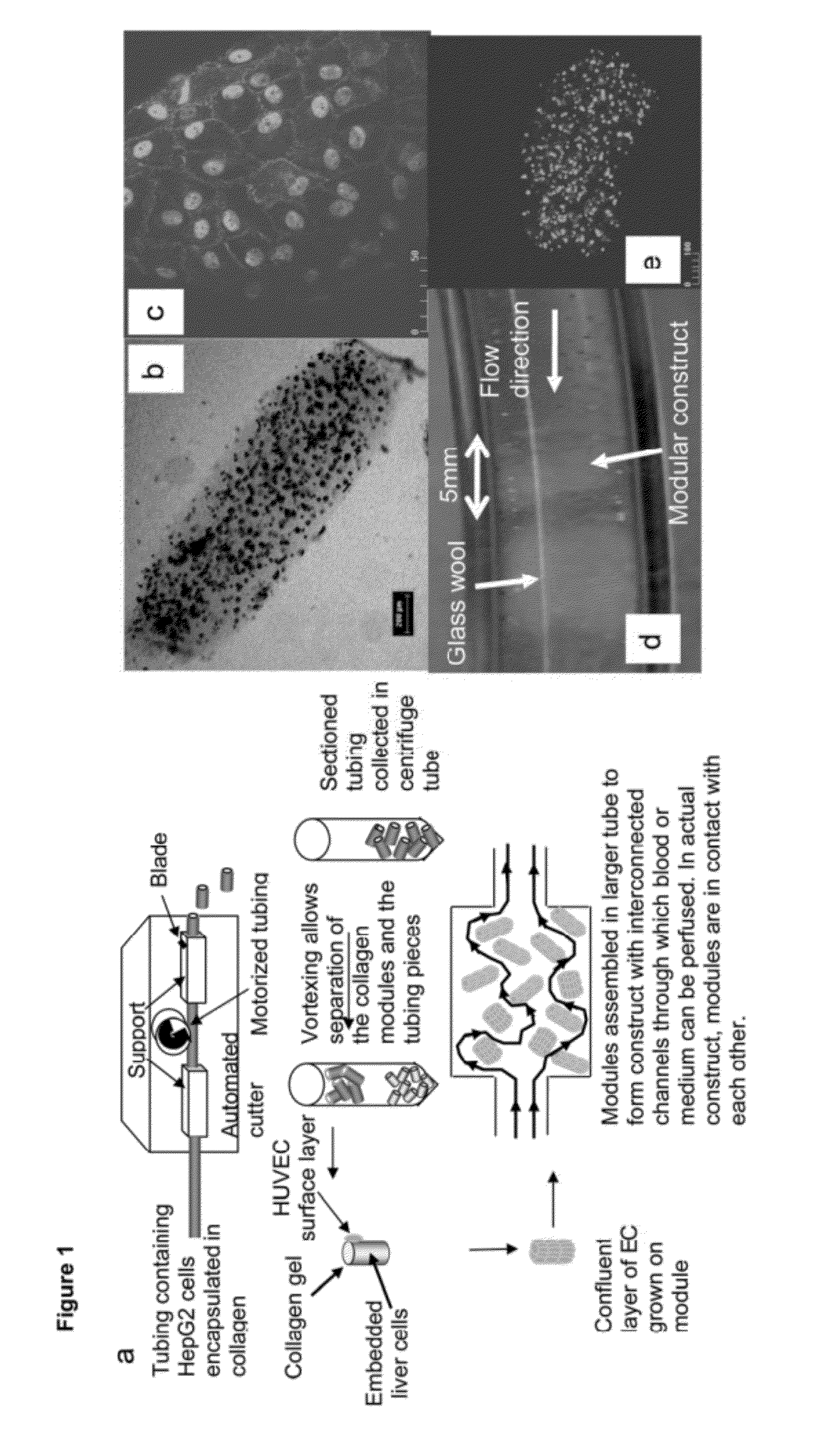 Modular Assembly of Tissue Engineered Constructs