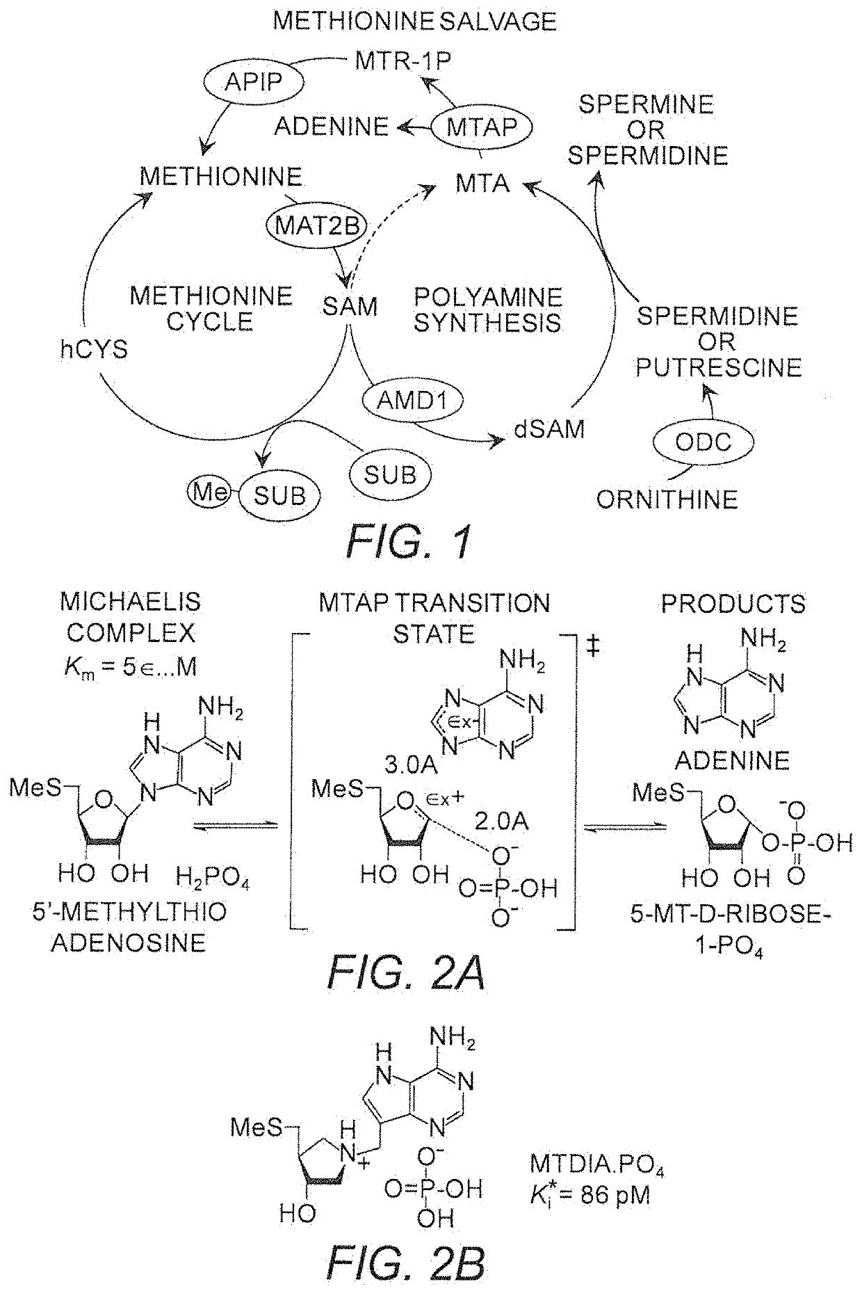 Use of MTAP inhibitors for the treatment of lung disease