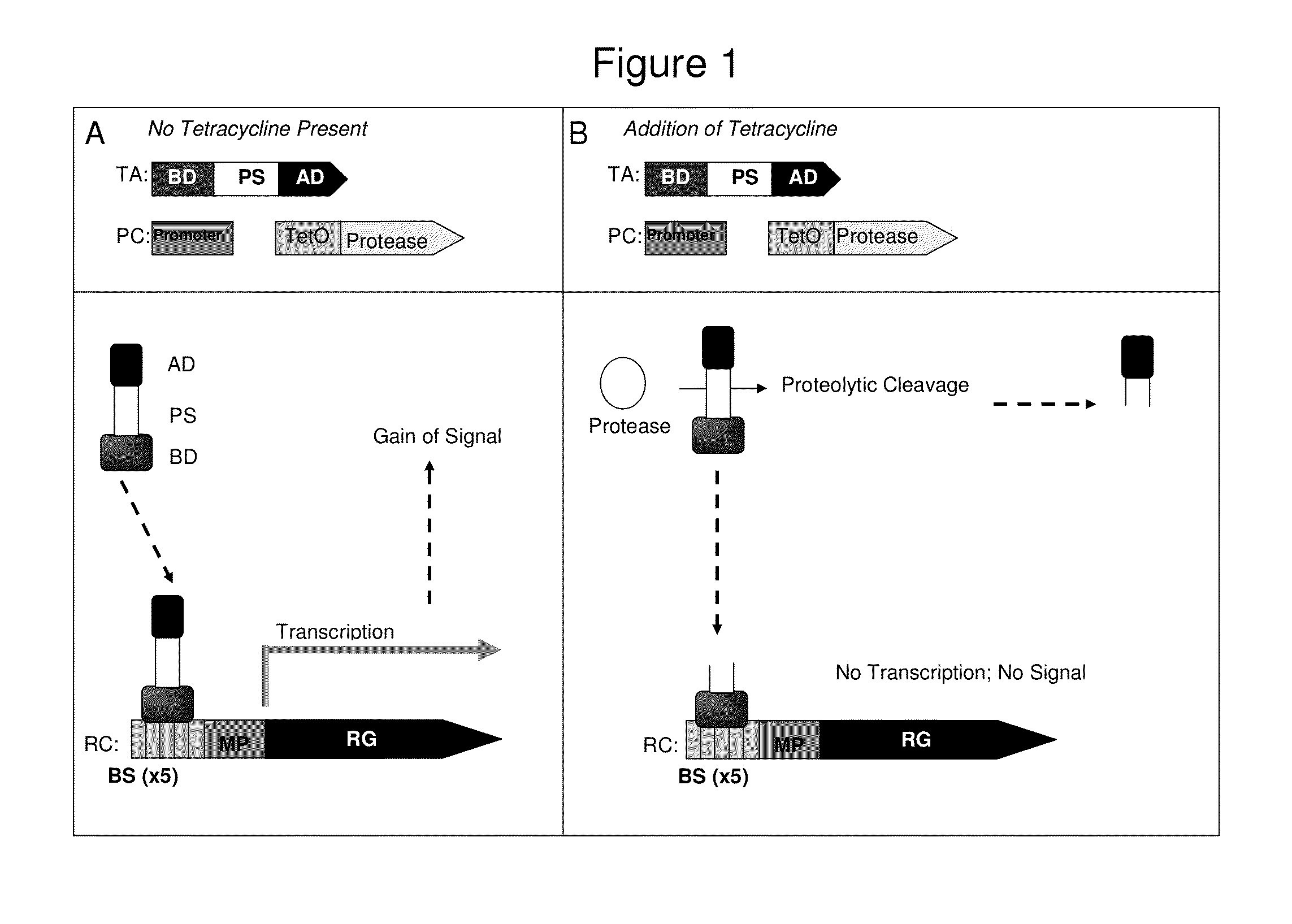 Method for identification of protease activity inhibitors and assaying the presence of protease activity