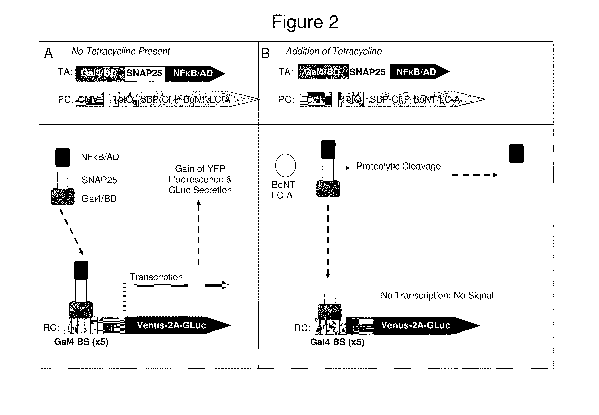 Method for identification of protease activity inhibitors and assaying the presence of protease activity