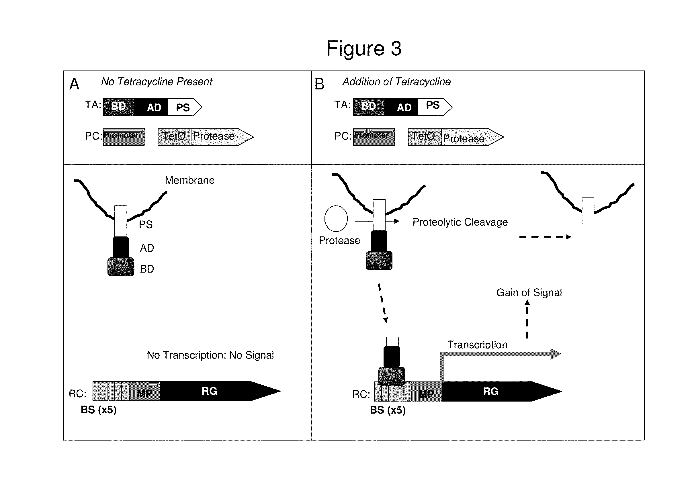 Method for identification of protease activity inhibitors and assaying the presence of protease activity