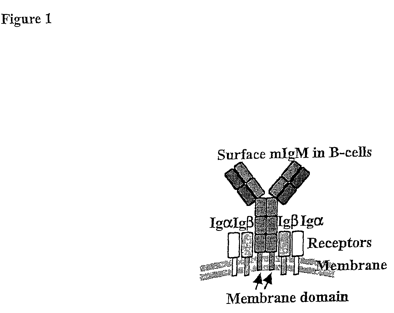 Method of rapid production of hybridomas expressing monoclonal antibodies on the cell surface