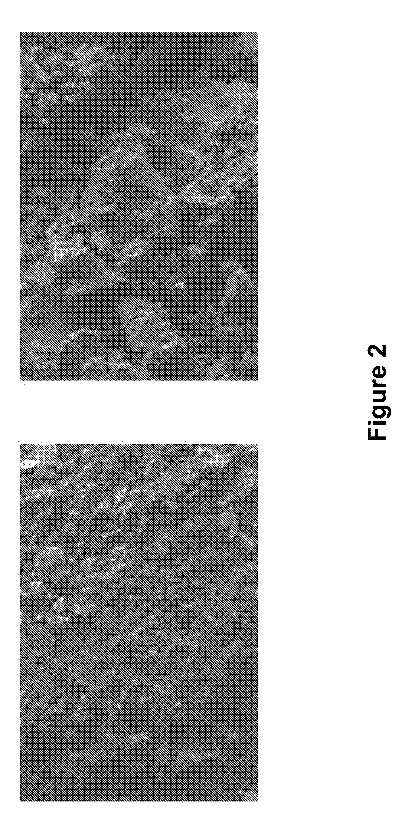 Nanoparticle sorbent for efficient mercury remediation from contaminated water