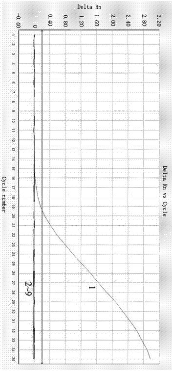 Method of detecting and identifying cernuella virgata da costa through fluorescent quantitation PCR