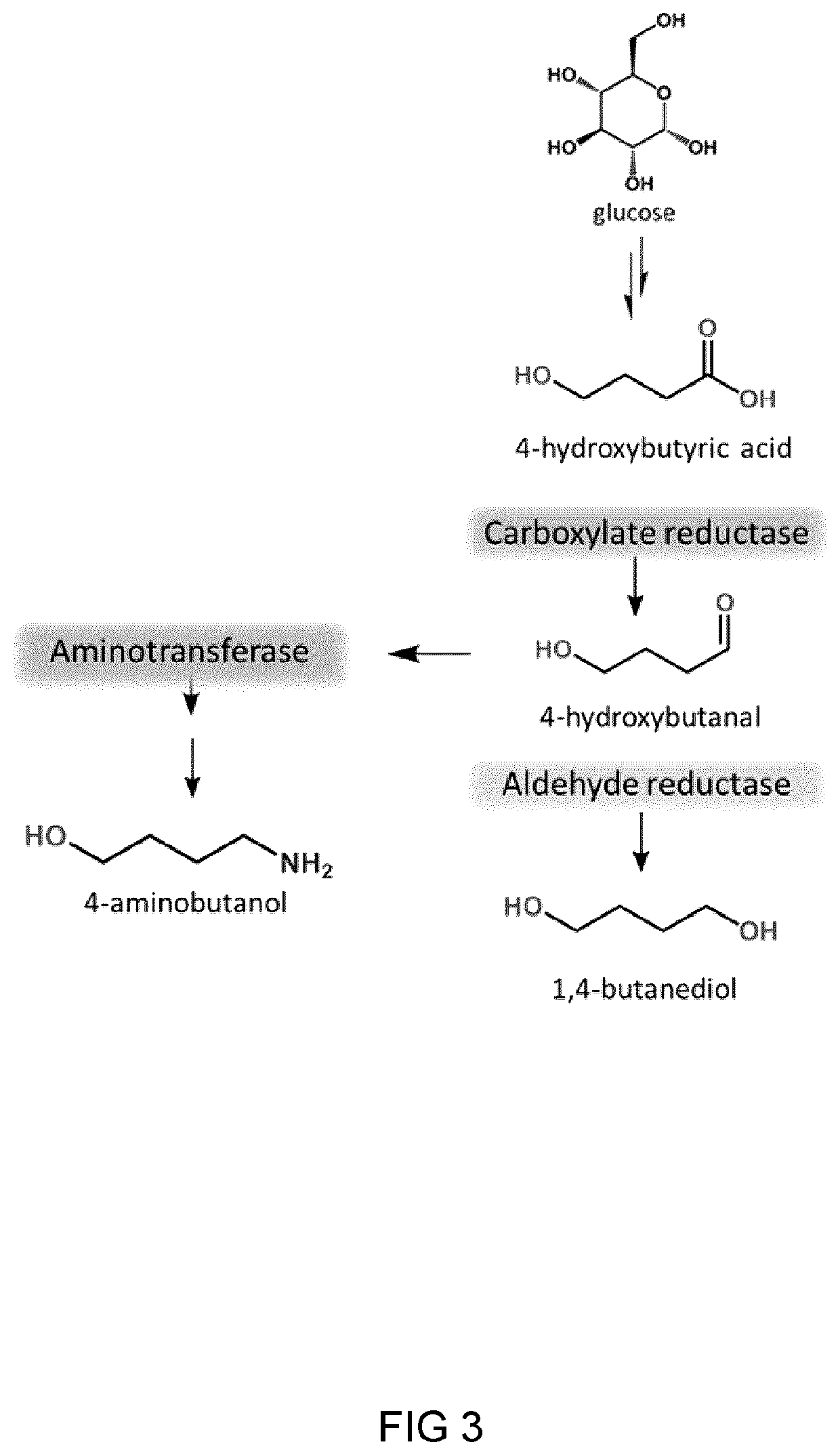 Process and microorganism for synthesis of adipic acid from carboxylic acids