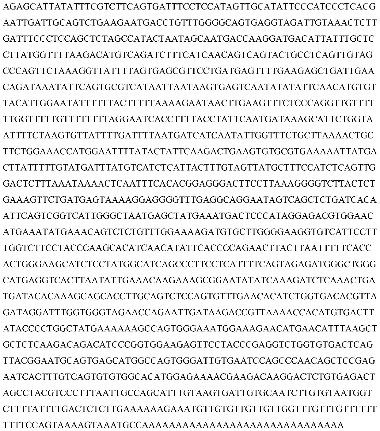 Application of long-chain non-coding RNA IncMGPF in regulation and control of muscle development functions of pigs