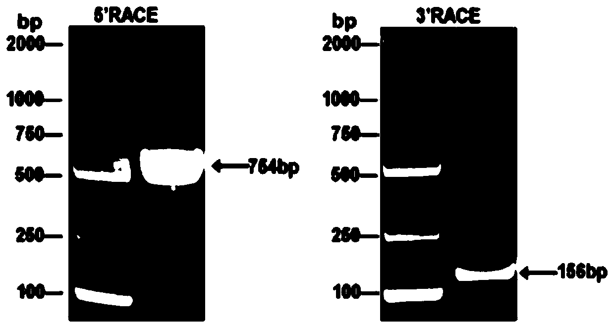 Application of long-chain non-coding RNA IncMGPF in regulation and control of muscle development functions of pigs