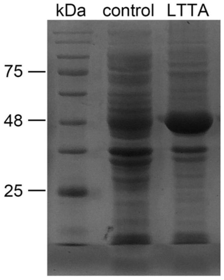 Application of a l-threonine transaldolase in the synthesis of florfenicol chiral intermediates