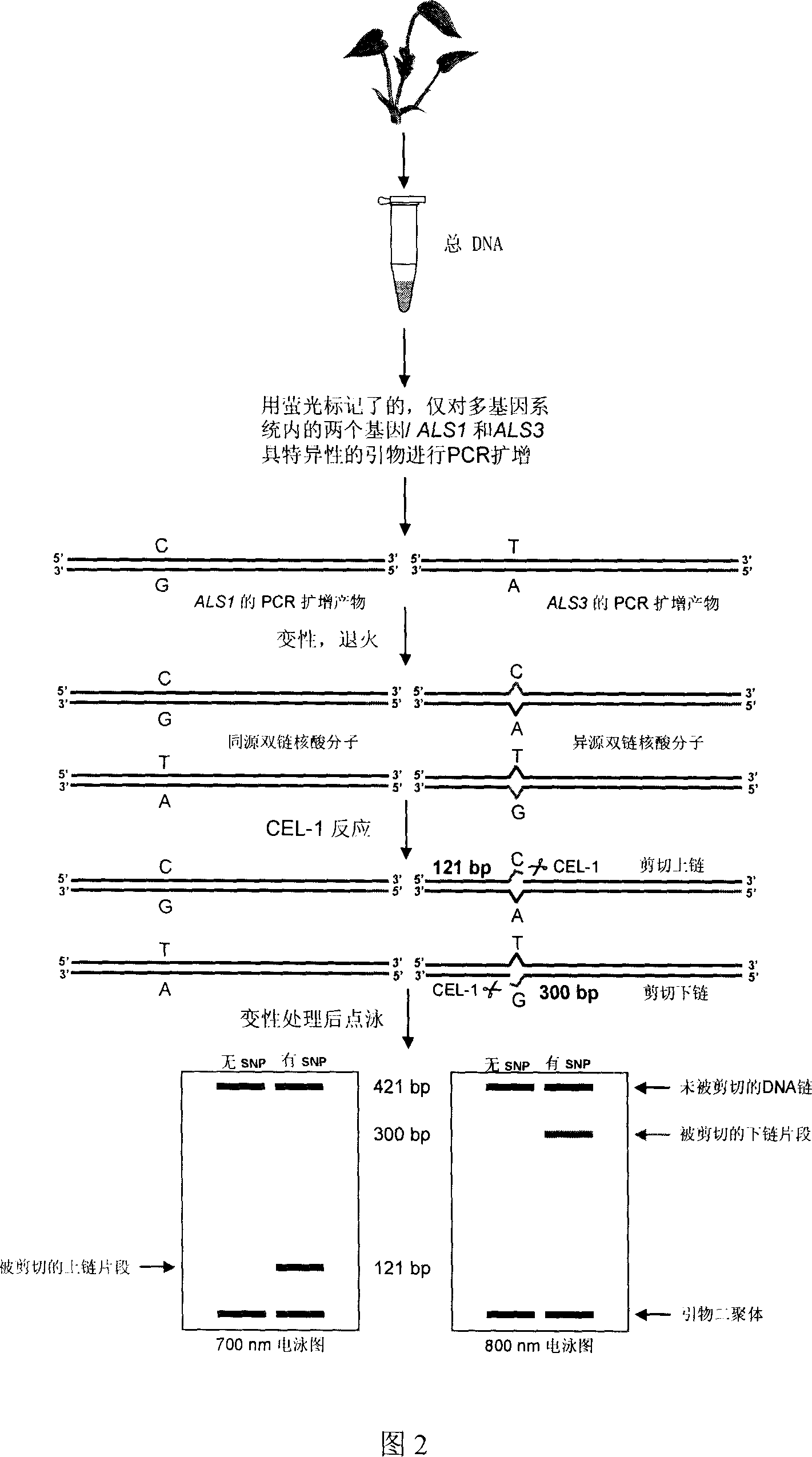 Method for detecting polyploidy plant gene mononucleotide site mutation