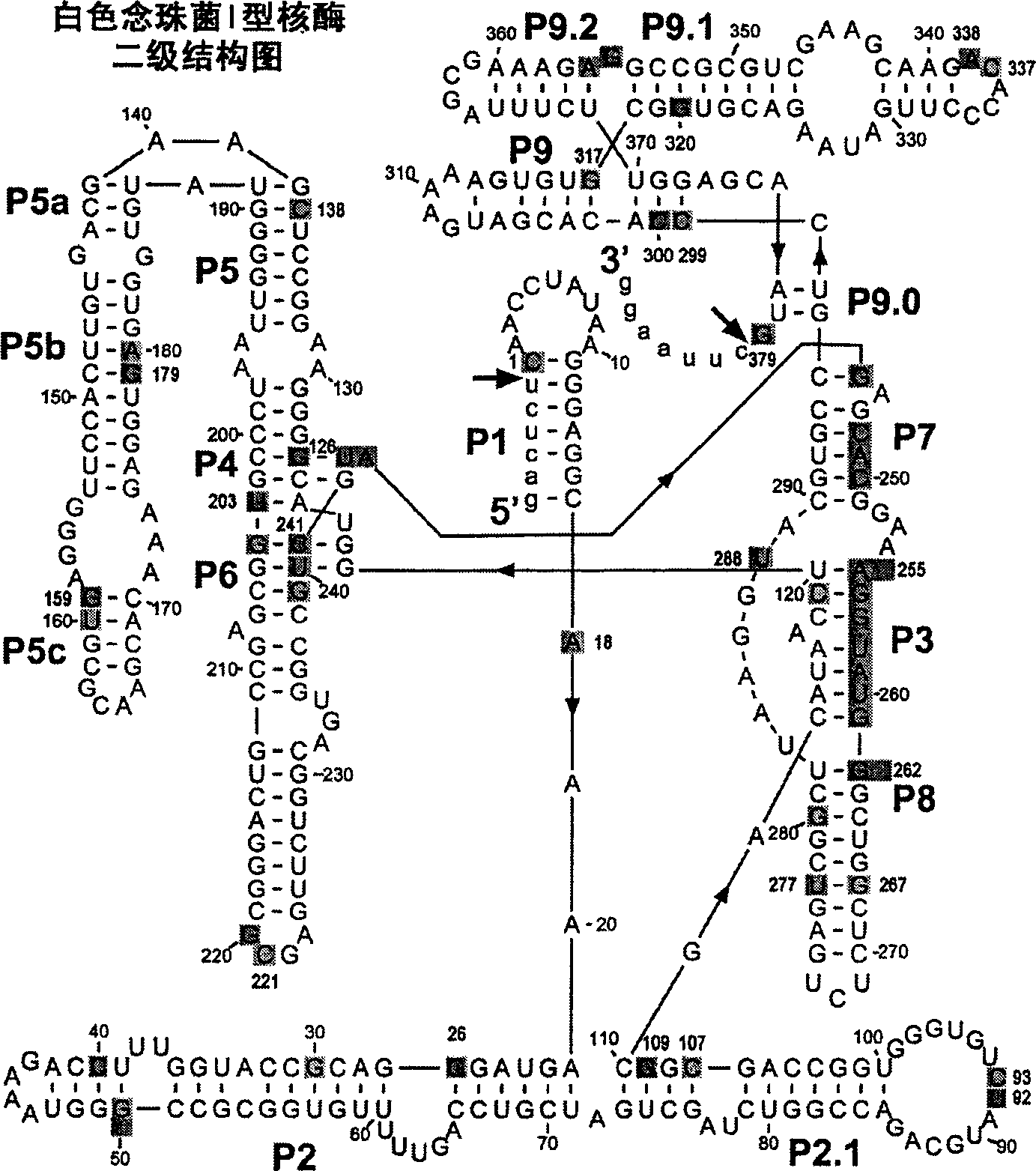 Antisense oligonucleotide sequence resistant to Candida albicans infection and its uses