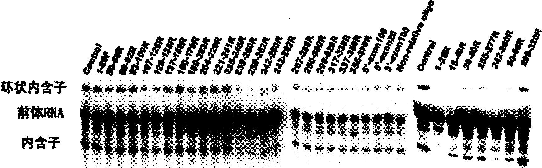 Antisense oligonucleotide sequence resistant to Candida albicans infection and its uses