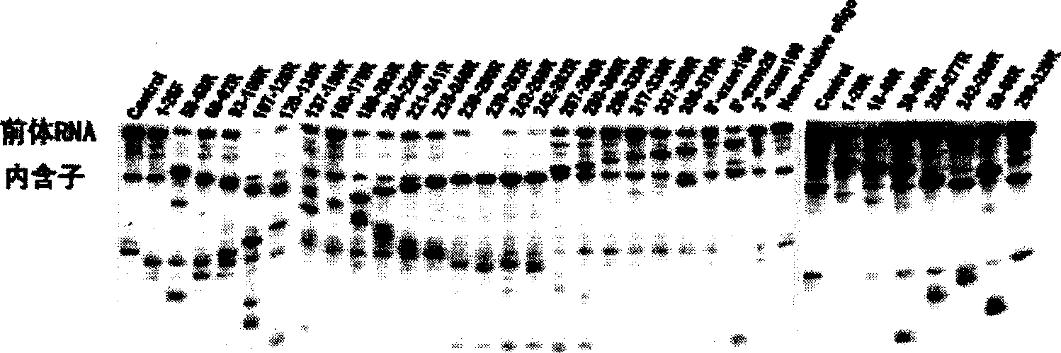 Antisense oligonucleotide sequence resistant to Candida albicans infection and its uses