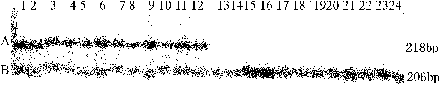 Gender-specific microsatellite marker for Cynoglossus semilaevis and application of same in identification of superfemale Cynoglossus semilaevis