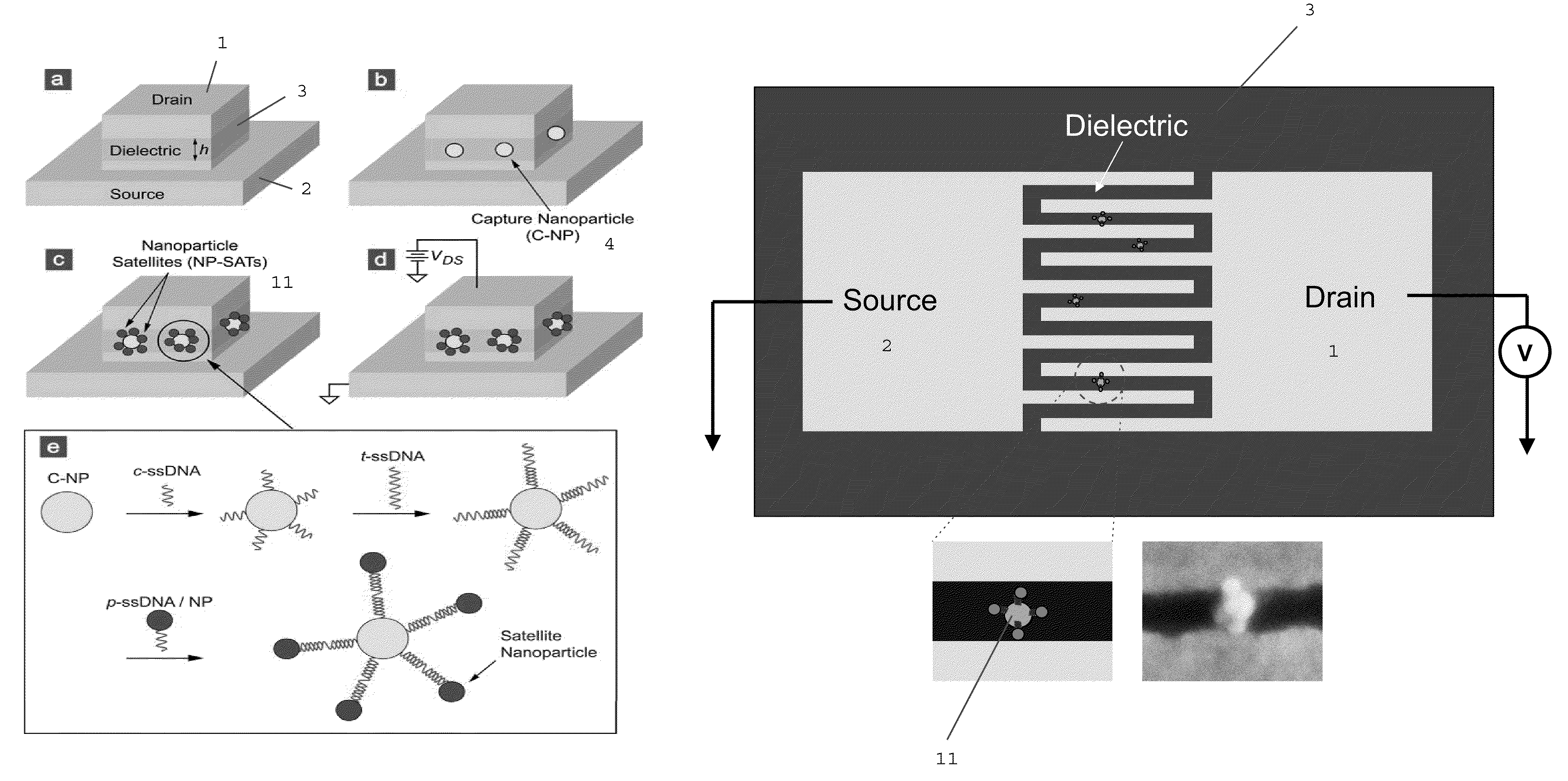 Nano-scale bridge biosensors