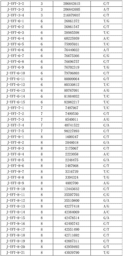 SNP (single nucleotide polymorphism) marks of Yuxi fat-tailed sheep as well as screening method and application of SNP marks