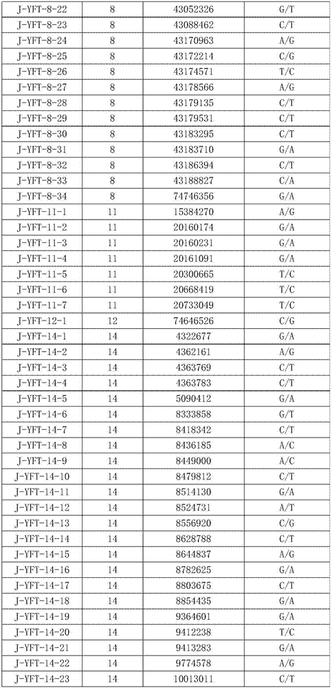 SNP (single nucleotide polymorphism) marks of Yuxi fat-tailed sheep as well as screening method and application of SNP marks