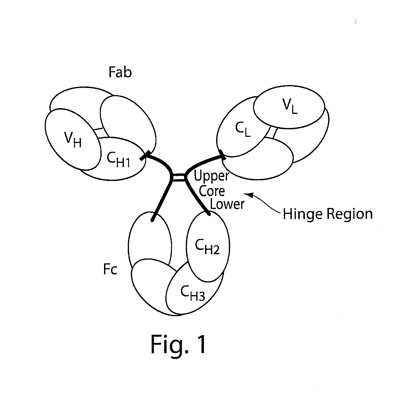 Stable antibody compositions and methods of stabilizing same