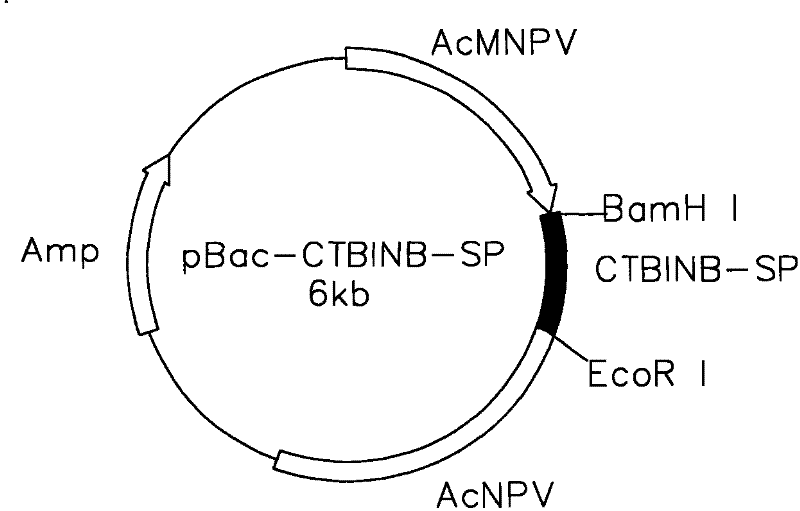 Anti-I type diabetes fuse protein and preparation thereof