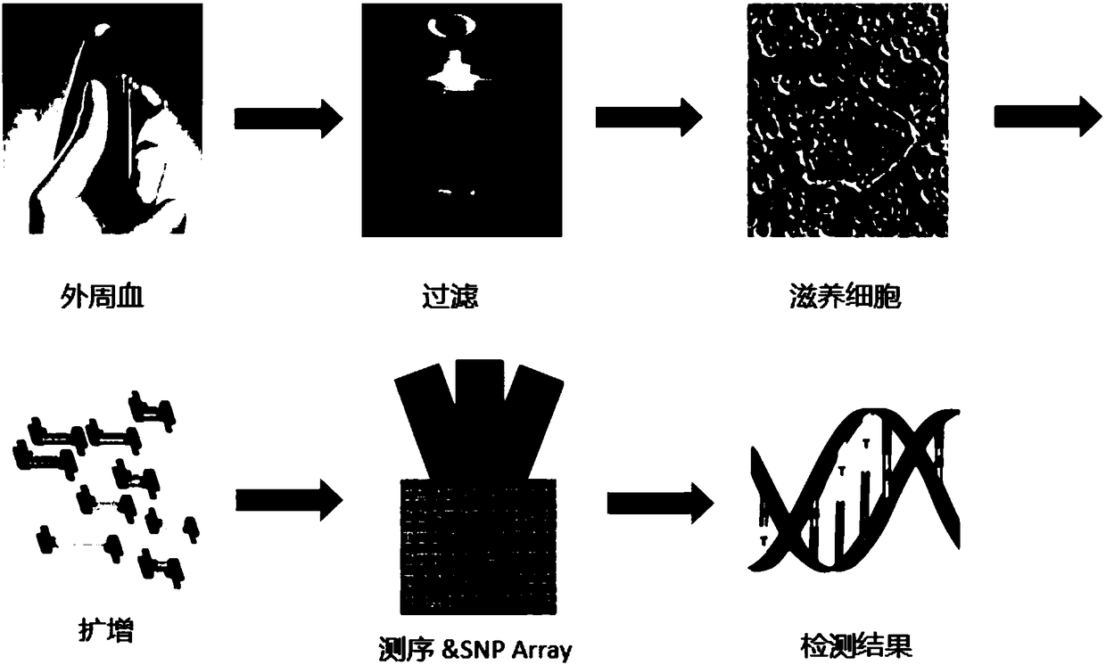 Fetal trophoblast cell separation method and application