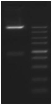 Alpha-1, 2-fucosyltransferase and application thereof in milk powder